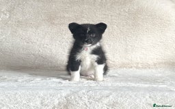Pomsky dogs for sale: Adorable small f3 Pomsky puppies for sale  - Image 17
