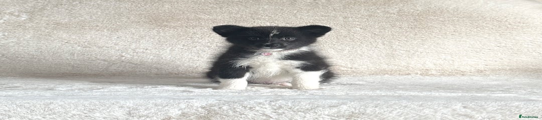 Pomsky Puppy 7