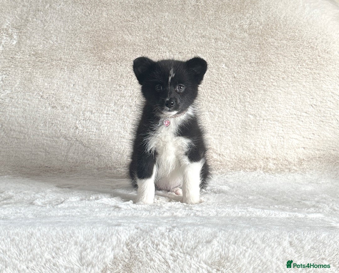 Pomsky dogs for sale: Adorable small f3 Pomsky puppies for sale  - Image 17