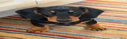 Dachshund dogs for sale: Dachshund pup for sale - Advert 4