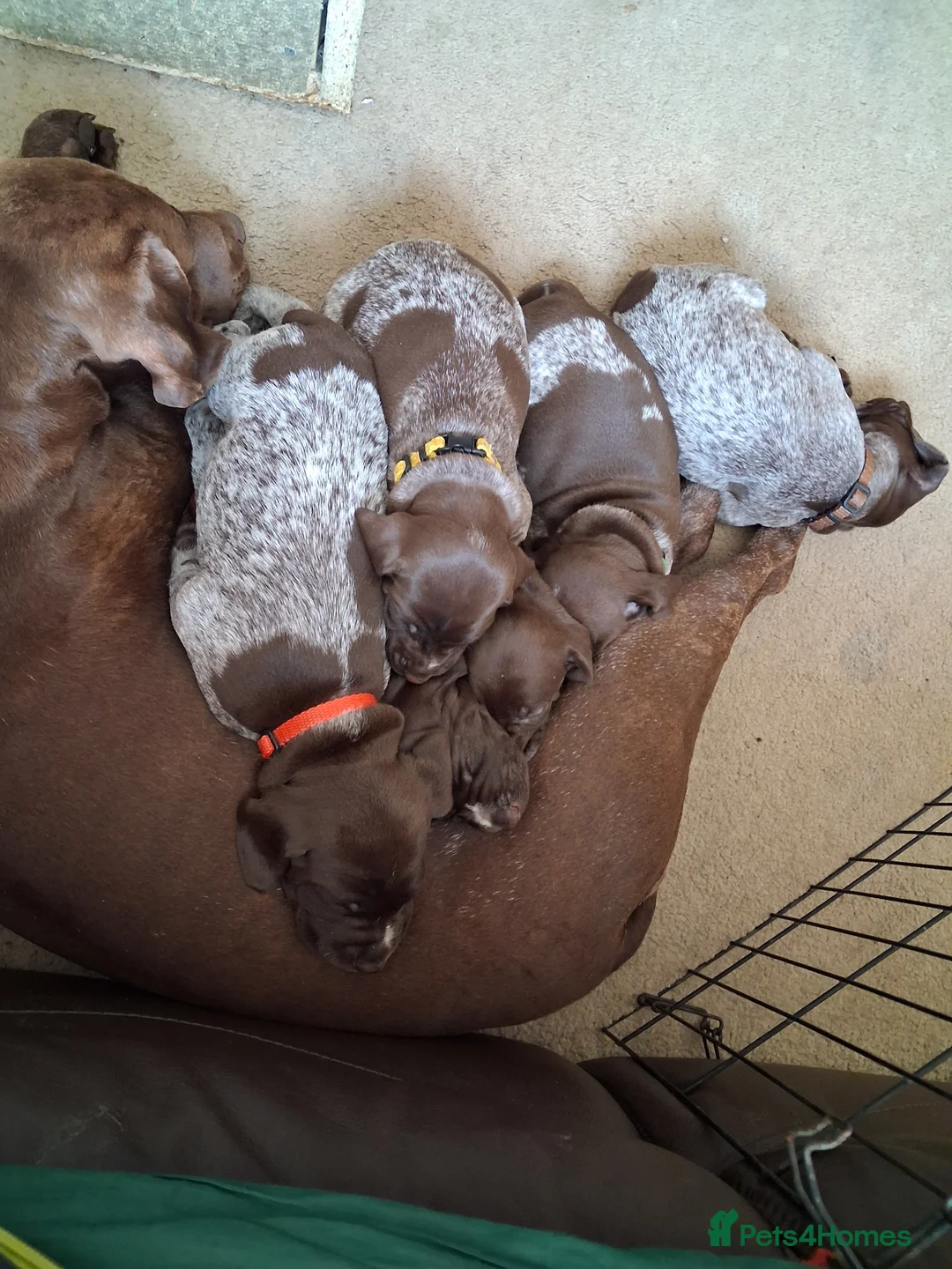 German Shorthaired Pointer dogs for sale: Stunning litter - Advert 2
