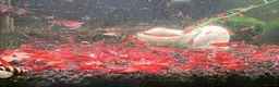 Shrimps fish for sale: Healthy Red Cherry Shrimp (Neocaridina)  - Advert 2