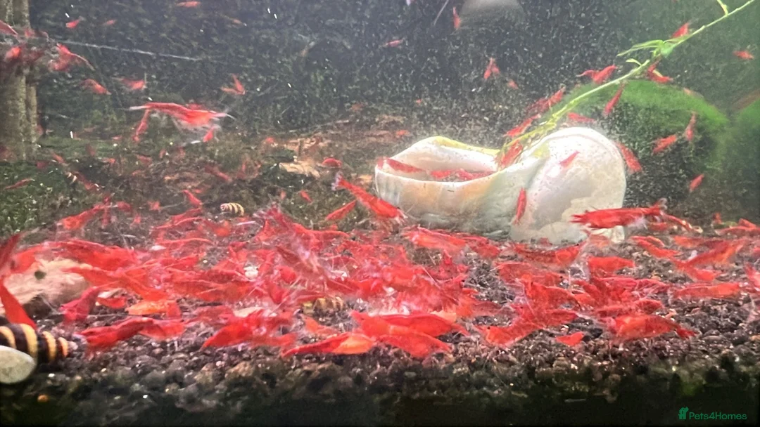 Shrimps fish for sale: Healthy Red Cherry Shrimp (Neocaridina)  - Advert 2