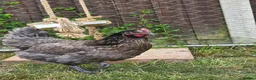 Mixed Breed birds for sale: 4 chickens and whole set up in Colchester - Advert 3