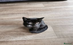 Bengal cats for sale: Bengal X in Emsworth - Image 1