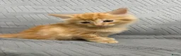 Mixed Breed cats for sale: fluffy kittens looking for their forever home  - Advert 14