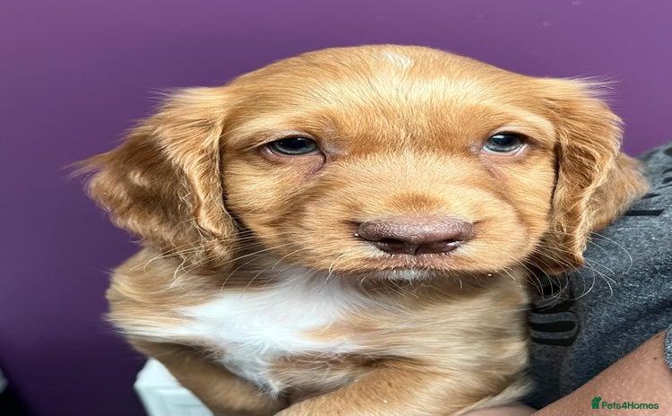 Cocker Spaniel dogs - Advert 10