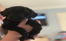 Miniature Poodle dogs for sale: KC Registered Mini Poodles ❤️ - Image 8