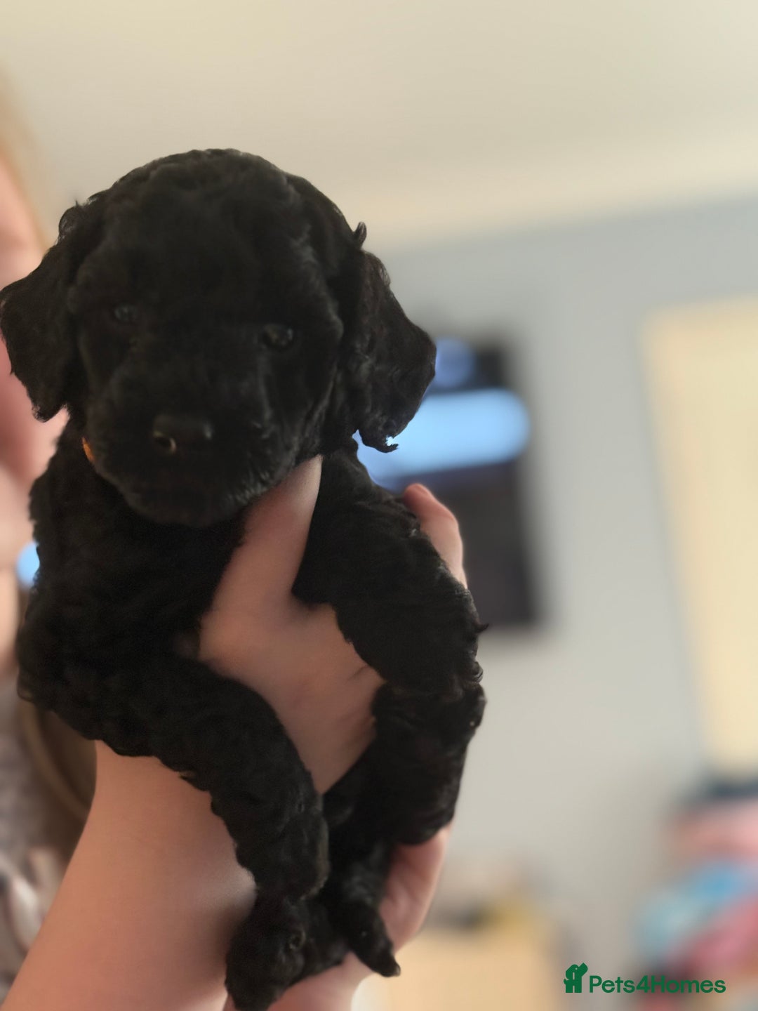 Miniature Poodle dogs for sale: KC Registered Mini Poodles ❤️ - Image 8