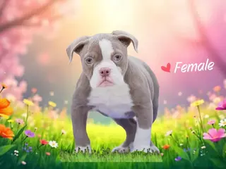 Old Tyme Bulldog dogs 5⭐️RATED COUNCIL APPROVED💥LICENSED 23 YEAR EXPERT - Advert 3