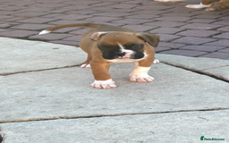 Boxer dogs for sale: Boxer pups  - Image 6