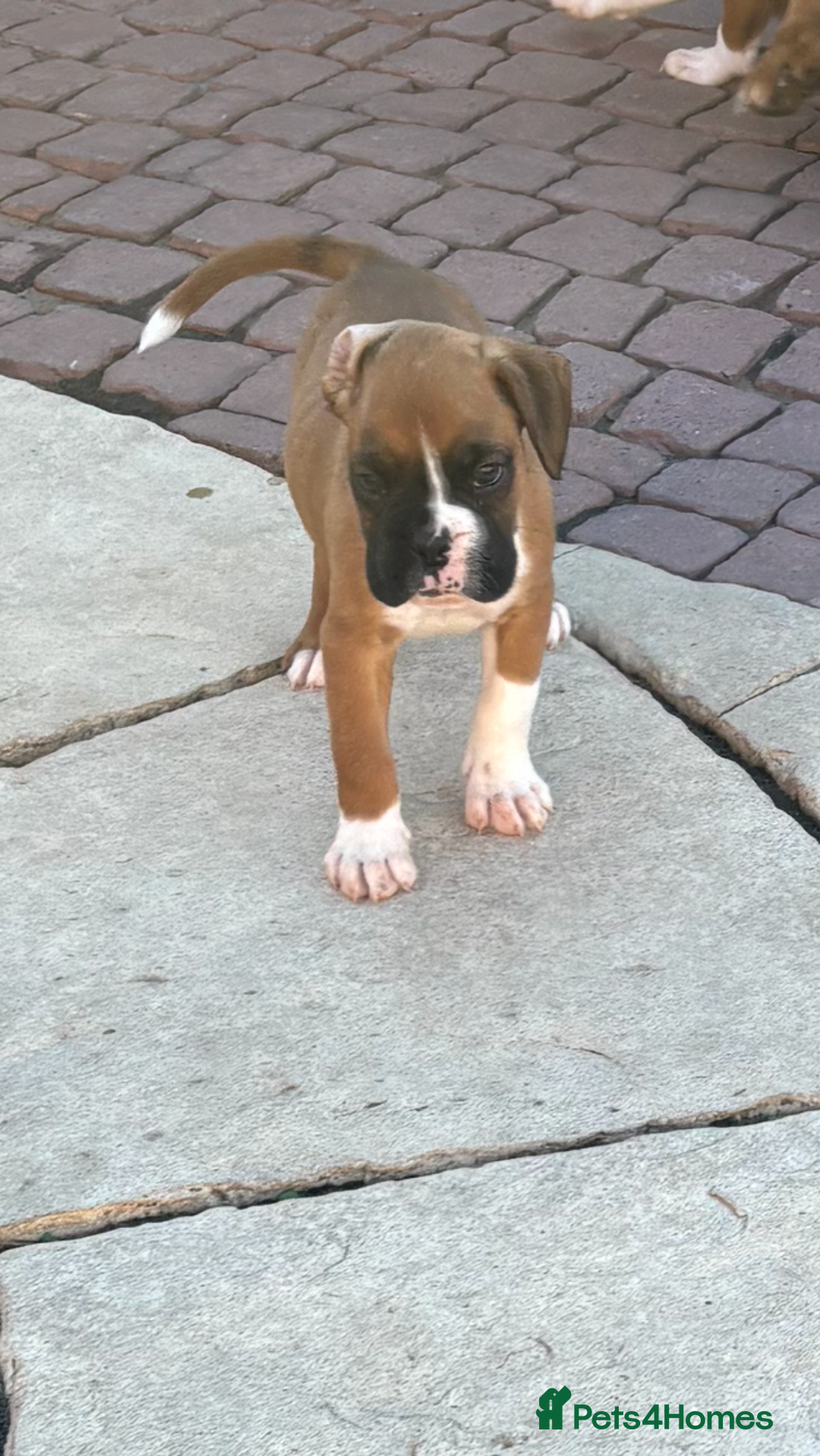Boxer dogs for sale: Boxer pups  - Image 6
