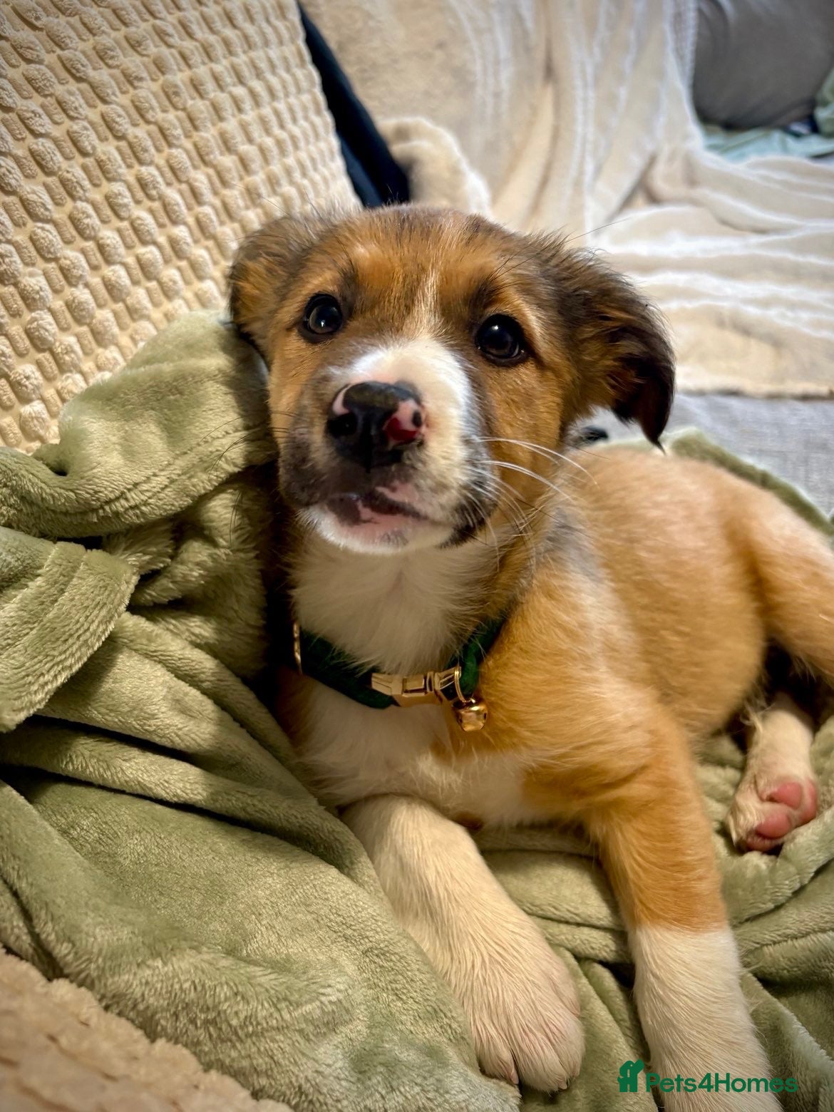 Welsh Collie dogs for sale: Welsh collie  - Advert 9