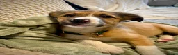 Welsh Collie dogs for sale: Welsh collie  - Advert 1