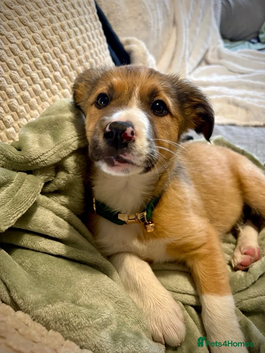 Welsh Collie dogs for sale: Welsh collie  - Advert 1