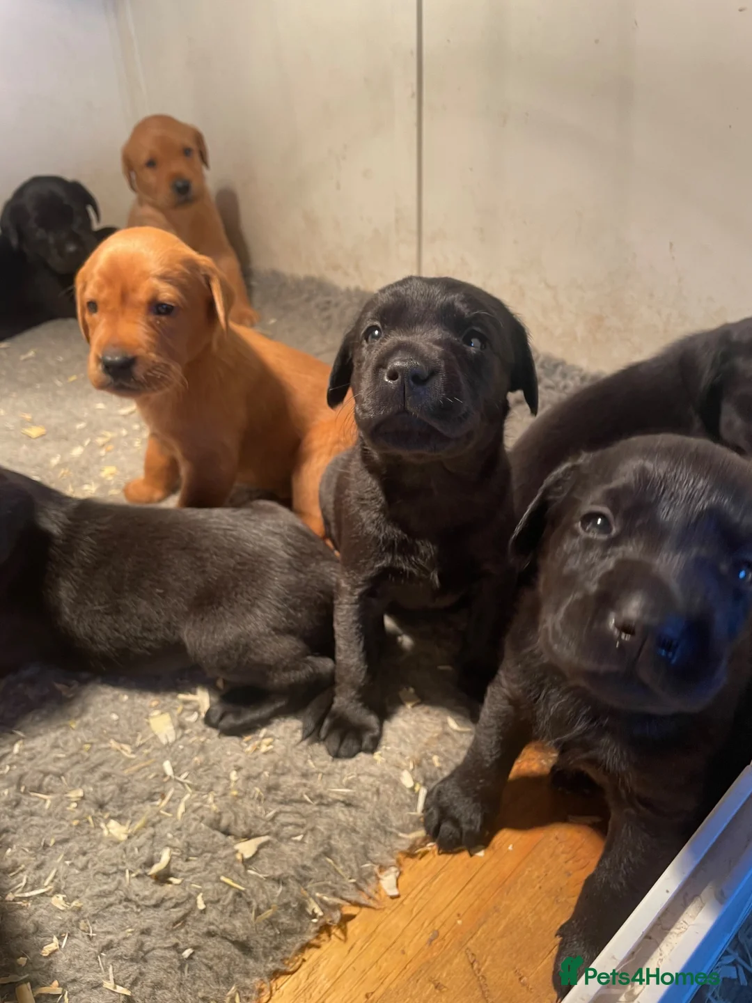 Labrador Retriever dogs for sale: KC Labrador puppies  - Advert 14