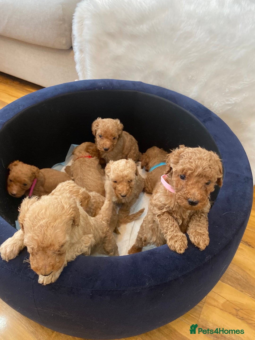 Goldendoodle dogs for sale: F1Goldendoodel puppies now ready for new home  - Advert 12
