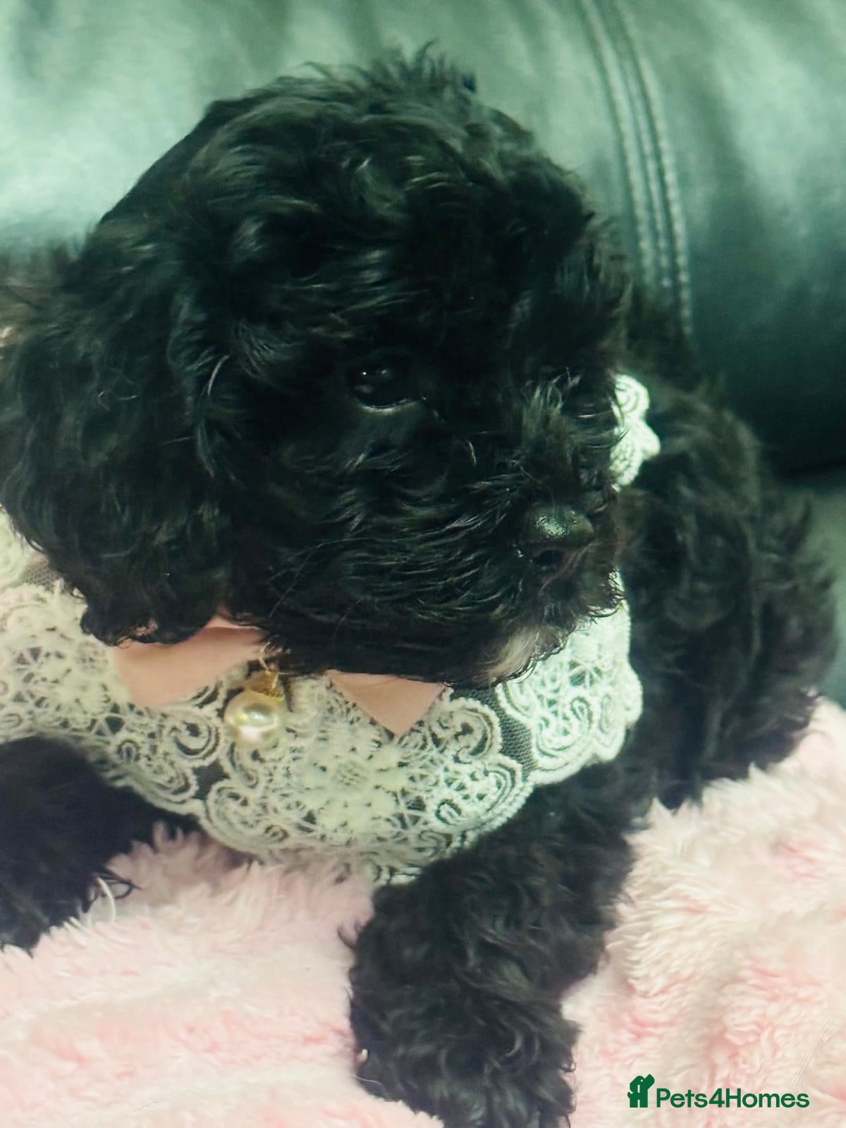 Cavapoo dogs Ready now, health tested F1 Cavapoos  - Advert 2