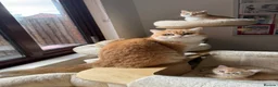 British Shorthair cats for sale: GCCF registered Chocolate Golden Kittens - Advert 8