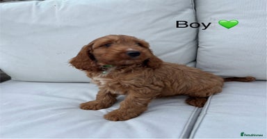 Cockapoo dogs - Advert 8