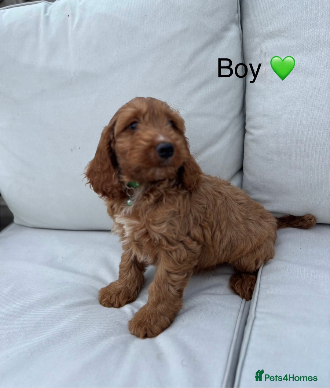 Cockapoo dogs for sale: F1 Cockapoo Puppies DNA hereditary clear - Image 2