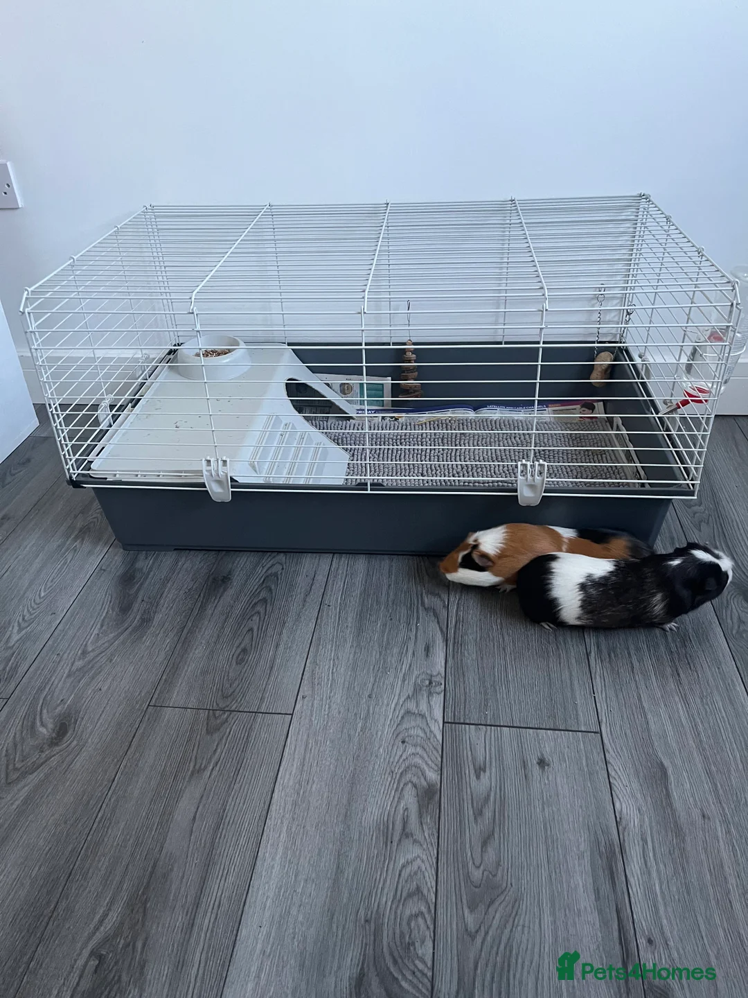 Guinea Pig rodents for sale: 2 male guinea pigs  - Advert 4