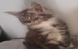 Maine Coon cats for sale: Maine coon X  - Image 10