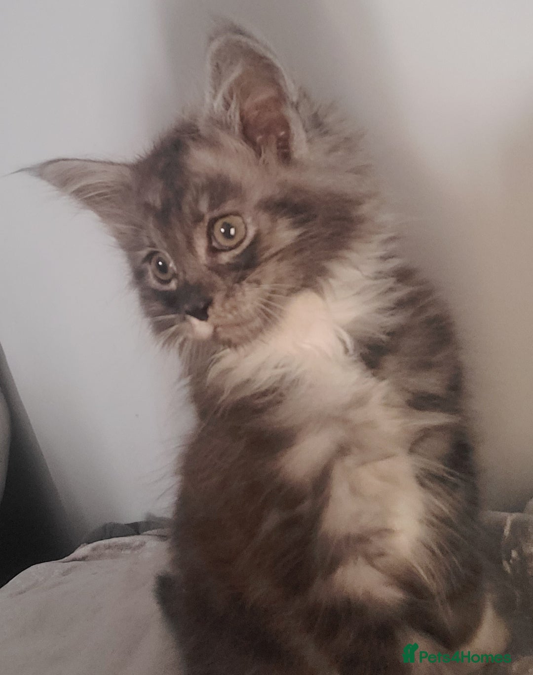 Maine Coon cats for sale: Maine coon X  - Image 10