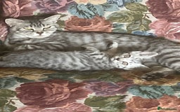 Brazilian Shorthair cats for sale: Beautiful British Shorthair kitten  - Image 4
