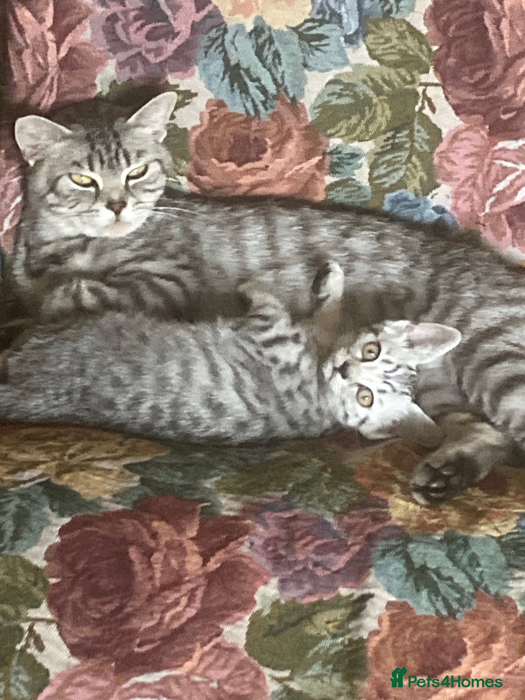 Brazilian Shorthair cats for sale: Beautiful British Shorthair kitten  - Image 4