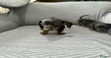 Dachshund dogs - Advert 10