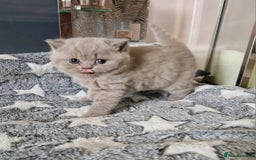British Shorthair cats for sale: Registered British shorthair kittens  - Image 3