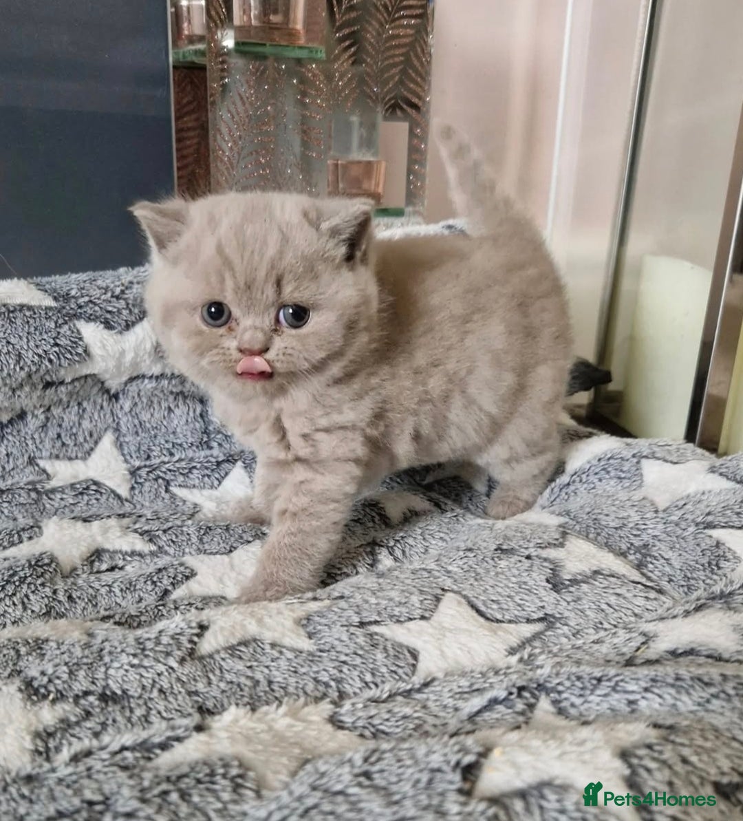 British Shorthair cats for sale: Registered British shorthair kittens  - Image 3