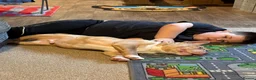 American Bully dogs for sale: Beautiful exotic pocket bully male - Advert 13