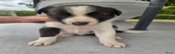 Border Collie dogs for sale: Border collie puppy 1 dog available  - Advert 13