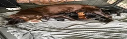 Cocker Spaniel dogs for sale: 4 Cocker Spaniel Puppies left - Advert 6