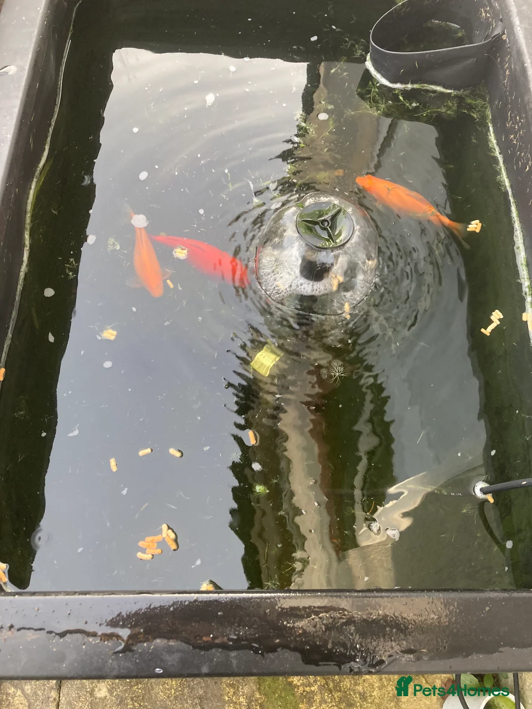 Goldfish fish for sale: 4 goldfish + 2 tench in Cheddar - Advert 1
