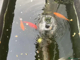 Goldfish fish 4 goldfish + 2 tench - Advert 2