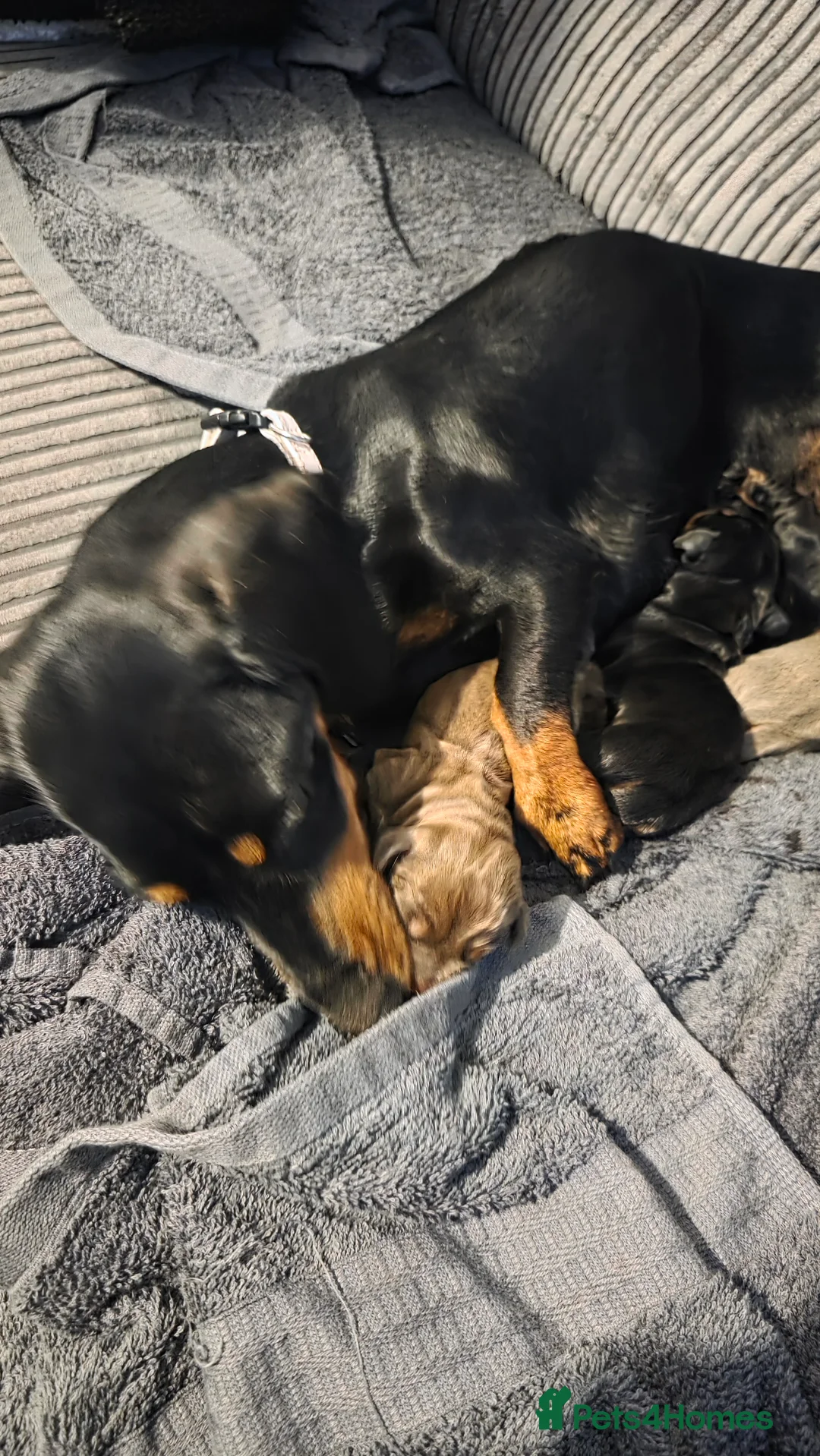 Miniature Dachshund dogs for sale: 3x Minature Girl Dachshunds in Worcester - Advert 2