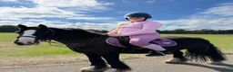 Irish Cob horses for sale: Much loved pony  - Advert 2