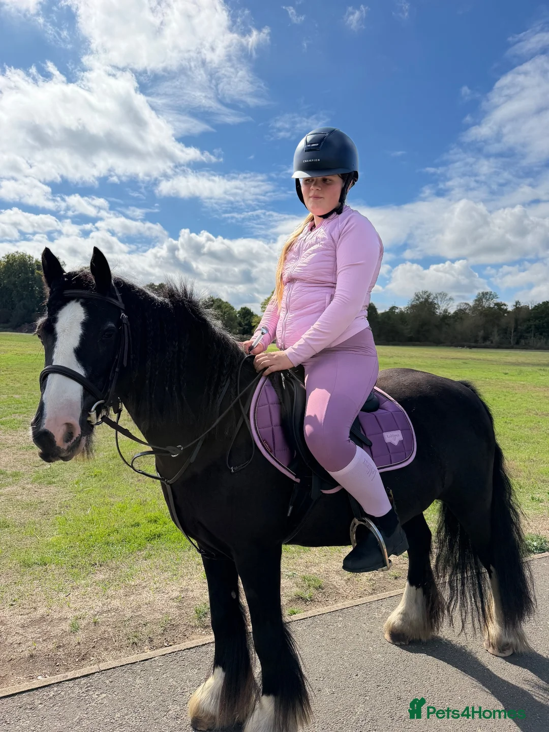 Irish Cob horses for sale: Much loved pony  - Advert 2