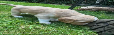Cocker Spaniel 1