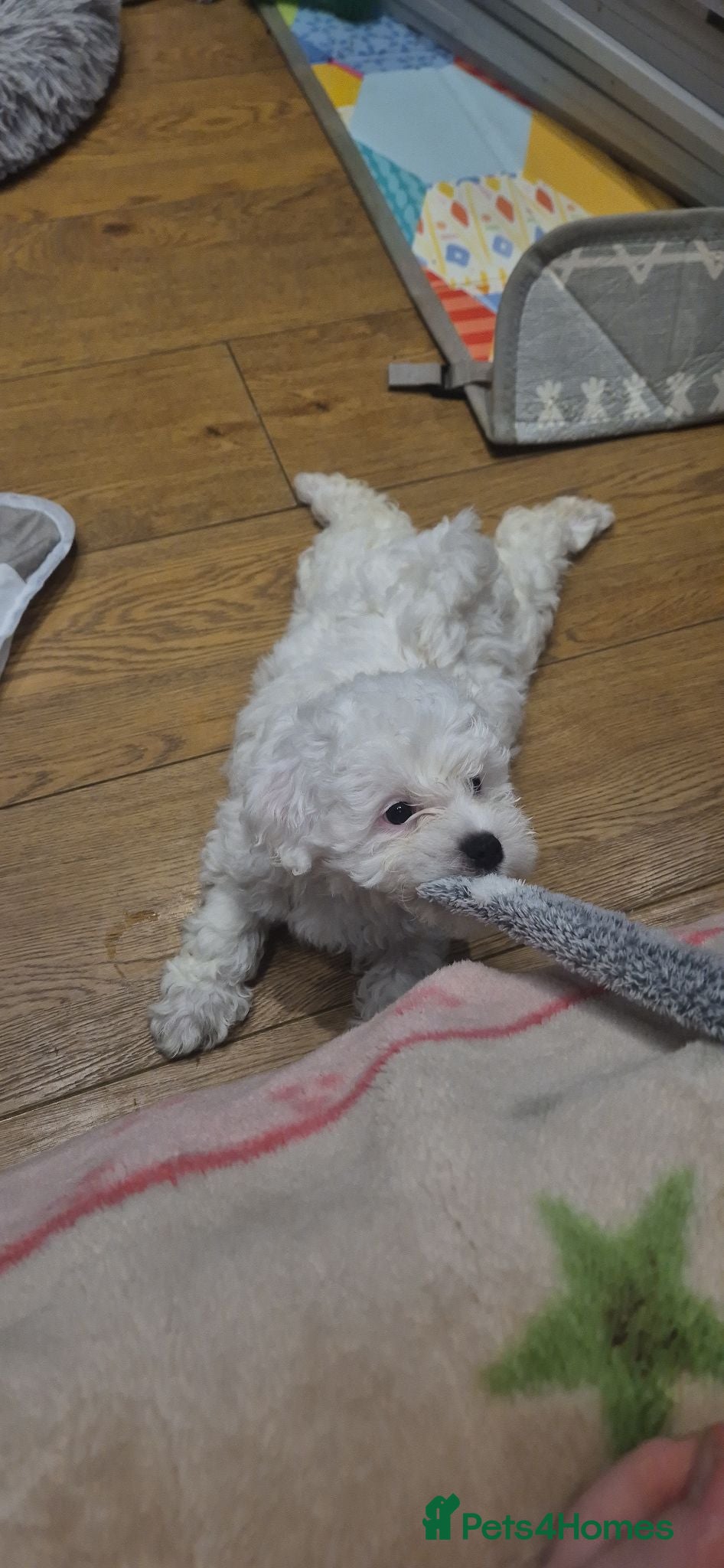 Bichon Frise dogs  Adorable Shichon Puppies – Ready Soon! - Advert 14