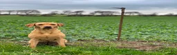 Labrador Retriever dogs for sale: KC Reg Labrador Retriever Puppies  - Advert 11