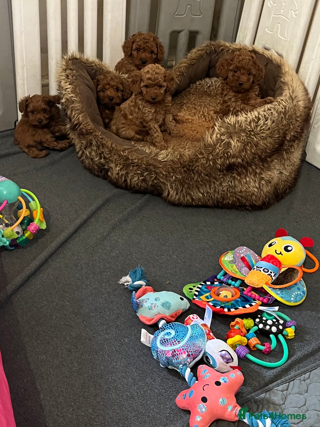 Cavapoo dogs for sale: 5⭐️⭐️⭐️⭐️⭐️F1b Curly Teddy Cavapoo’s DNA/heart  - Image 4