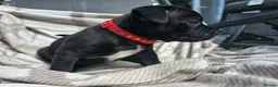 Staffordshire Bull Terrier dogs for sale: Staffy pups in Coleford - Advert 14