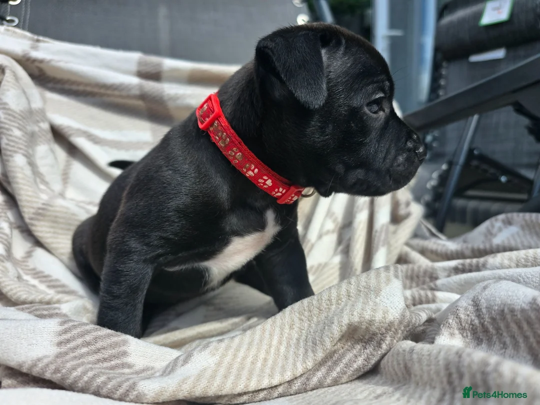 Staffordshire Bull Terrier dogs for sale: Staffy pups in Coleford - Advert 14