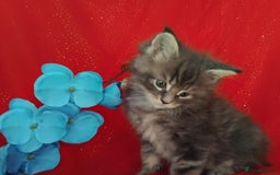 Maine Coon cats for sale: GCCF Registered Pure Maine Coon Kittens For Sale  - Image 5