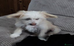 Chinese Crested dogs for sale: 1 Chinese crested Hairy Hairless BOY remaining  - Image 7