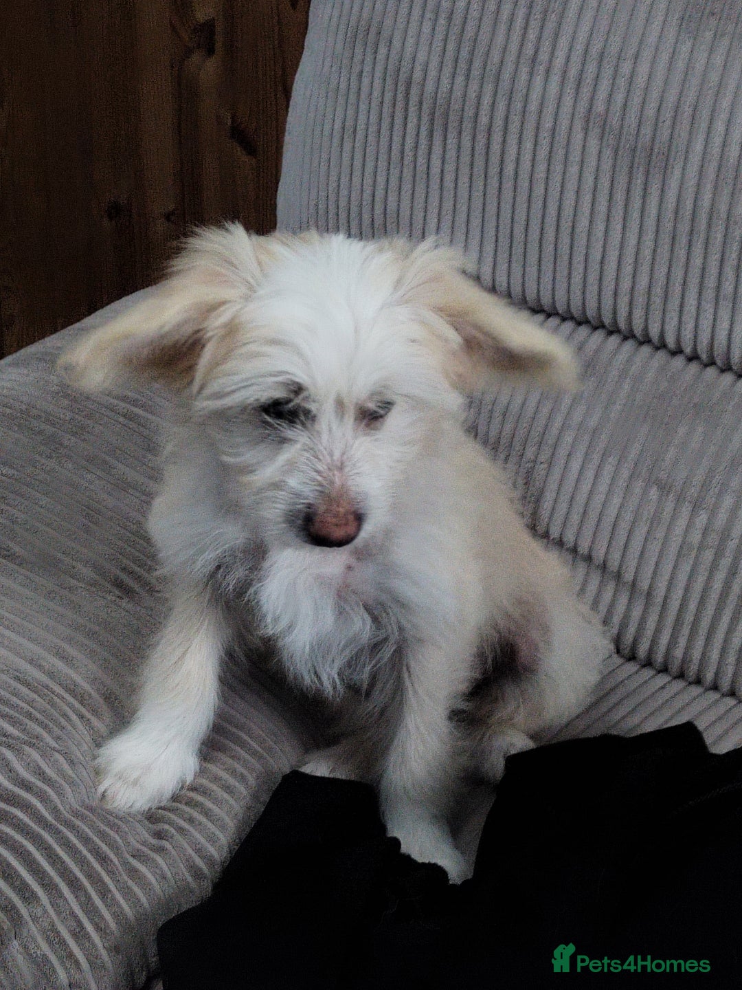 Chinese Crested dogs for sale: 1 Chinese crested Hairy Hairless BOY remaining  - Image 7